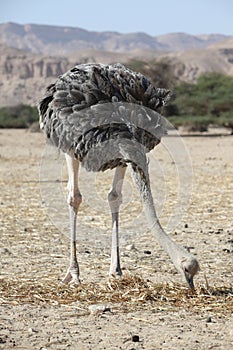 Male of African ostrich (Struthio camelus) in Hai Bar national r