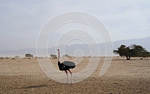 Male African ostrich walking