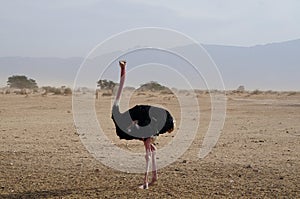 Male African ostrich walking
