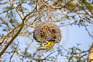 Male African southern masked weaver building bird nest