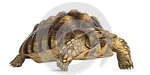 Male African spurred tortoise, Centrochelys sulcata