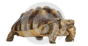 Male African spurred tortoise, Centrochelys sulcata