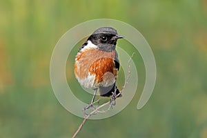 A male African stonechat perched on a branch, South Africa