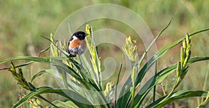 Male African stonechat perched on a bush