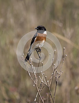 Male African stonechat perched on a dried up plant