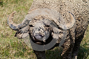 Male African water buffalo covered with mud