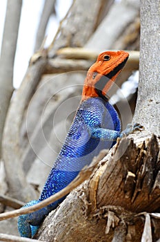 Male Agama lizard