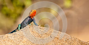 A male Agama Lizard