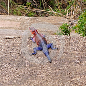 Male Agama lizard