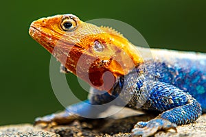 Male Agama Lizard