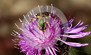 A Male Agapostemon Virescens - Green Metallic-Striped Sweat Bee