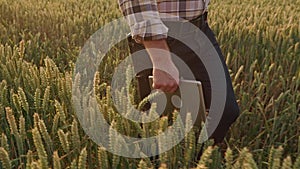 Male agronomist, farmer holding tablet, walking on field with wheat.