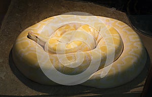 Male Albino Burmese Python