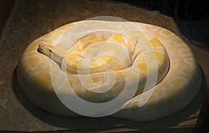 Male Albino Burmese Python photo