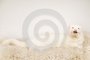 Male albino ferret posing for portrait on fur