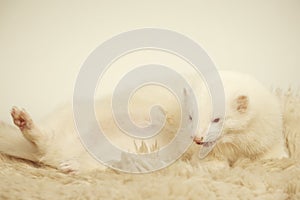 Male albino ferret posing for portrait on fur