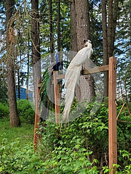 Male albino Peacock