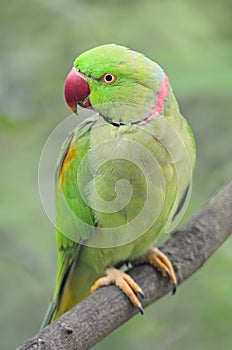 Male Alexandrine Parakeet