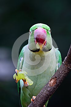 Male Alexandrine Parakeet