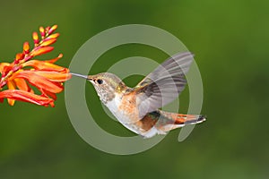 Male Allens Hummingbird (Selasphorus sasin)