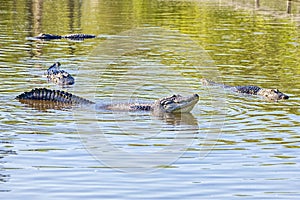 Male Alligator Creating Faraday Waves During A Mating Call Amidst Females