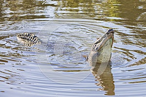 Male Alligator Ready To Create A Mating Call