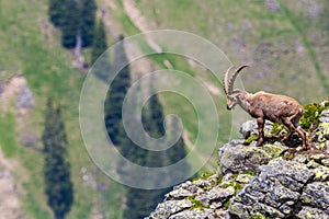 Male alpine ibex capricorn standing on rocks at scarp