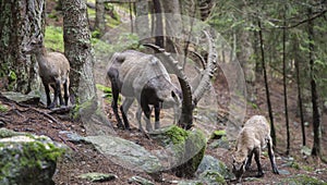 Male alpine ibex grazing