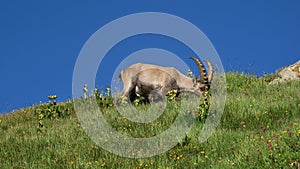 Male alpine ibex grazing on a mountain meadow