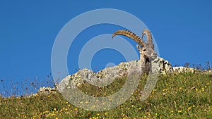 Male alpine ibex resting on a mountain meadow