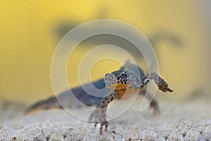 Male Alpine Newt with female in backdrop