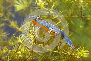 Male Alpine Newt Swimming through Vegetation