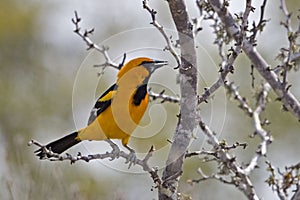 Male Altamira Oriole, Icterus gularis