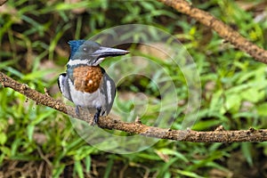Male Amazon kingfisher - Chloroceryle amazona
