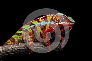 Male Ambilobe panther chameleon on a branch on a black background