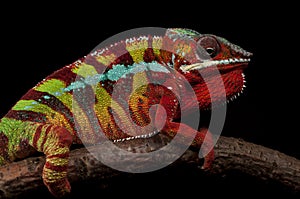 Male Ambilobe panther chameleon on a branch on a black background