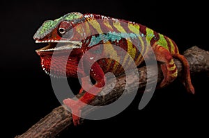 Male Ambilobe panther chameleon on a branch on a black background