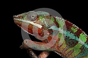 Male Ambilobe Panther Chameleon Furcifer pardalis