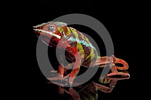 Male ambilobe panther chameleon sitting on a reflecting black surface