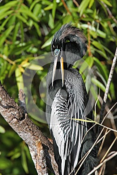 Male American Anhinga Preening its Feathers