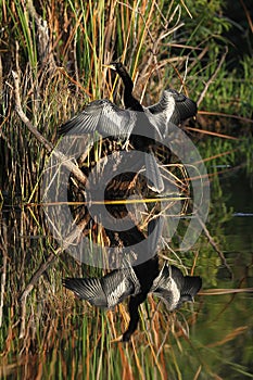 Male American Anhinga and Reflection in Water