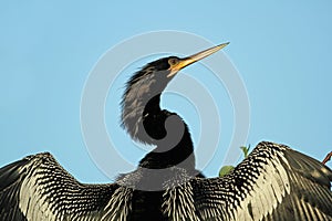 Male American Anhinga with Wings Extended