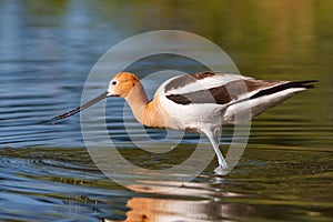 Male American Avocet Feeding in Shallow Water