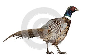 Male American Common Pheasant, Phasianus colchicus photo