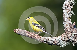 A male American gold finch ` Spinus tristis `