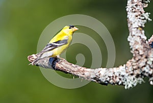 A male American gold finch ` Spinus tristis `