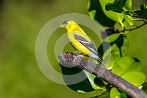 A male American gold finch ` Spinus tristis `