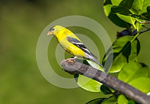 A male American gold finch ` Spinus tristis `