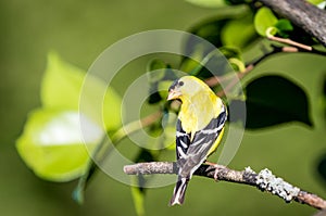 A male American gold finch ` Spinus tristis `