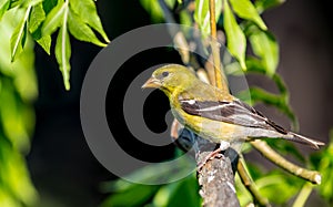 A male American gold finch ` Spinus tristis `